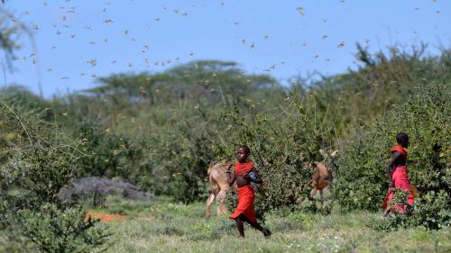 Le Kenya envahi par les criquets pèlerins : menace sur l'agriculture