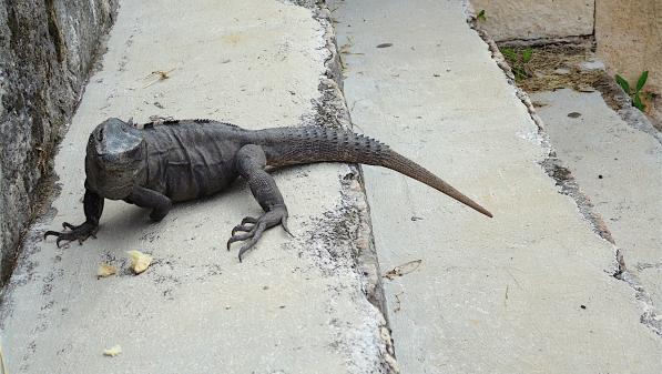 Etats-Unis : les services météo mettent en garde contre des chutes d'iguanes provoquées par le froid en Floride