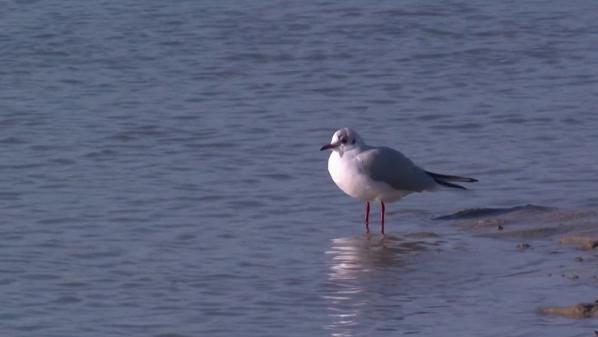 Baie de Canche : à la découverte de son incroyable faune