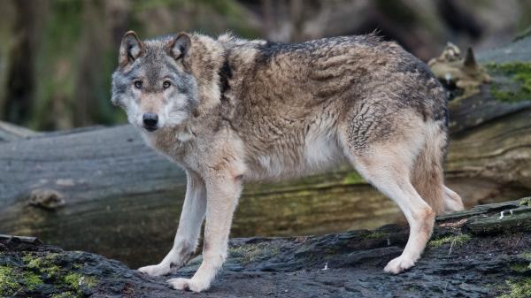 Hautes-Alpes : le président du département offre à la préfète une queue de loup, une espèce protégée