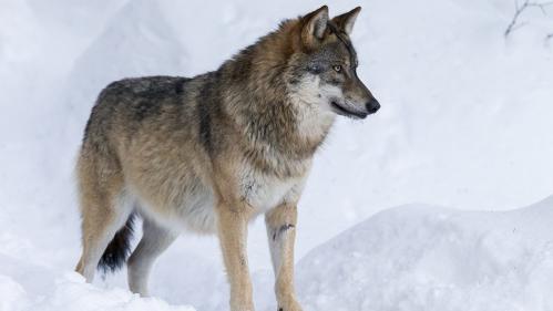 Un premier loup abattu cette année sous autorisation des pouvoirs publics dans les Alpes-de-Haute-Provence