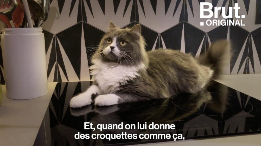 Video Comment Rendre Un Chat Heureux En Appartement