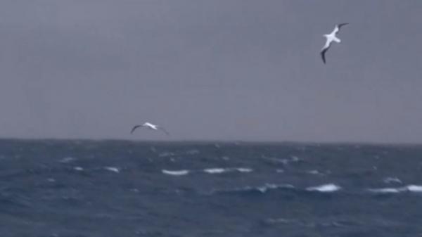 Albatros : les sentinelles de l'océan