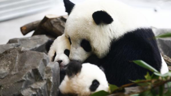 Des bébés pandas nés au zoo de Berlin font leur première apparition en public