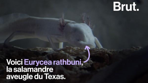 VIDEO. La salamandre aveugle du Texas, une créature très étrange