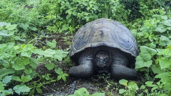 Animaux : après avoir sauvé son espèce, Diego la tortue prend sa retraite