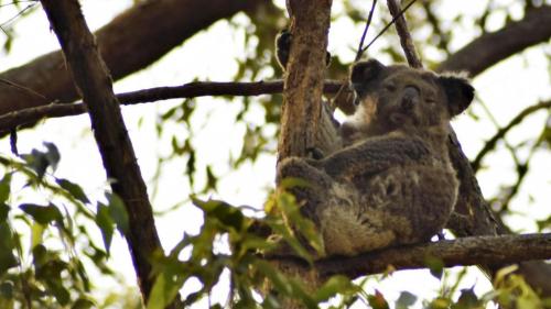 Australie : des dizaines de koalas morts après la destruction d'une plantation d'eucalyptus