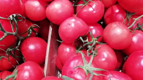 Un nouveau virus s'attaque aux tomates : la filière redoute des 