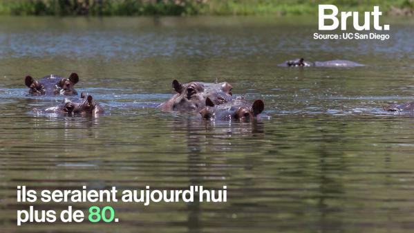 VIDEO. Des hippopotames sauvages, un héritage encombrant de Pablo Escobar