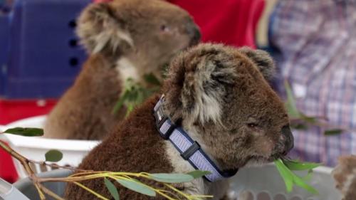 VIDEO. En Australie, un hôpital de campagne pour les koalas victimes des feux