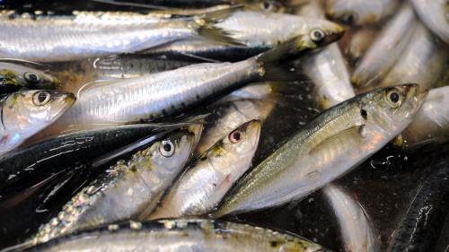 Mon info. L'inquiétant rétrécissement des sardines de Méditerranée