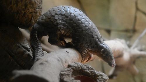 Coronavirus 2019-nCoV : la Chine suspecte le pangolin d'être la bête noire source de l'épidémie