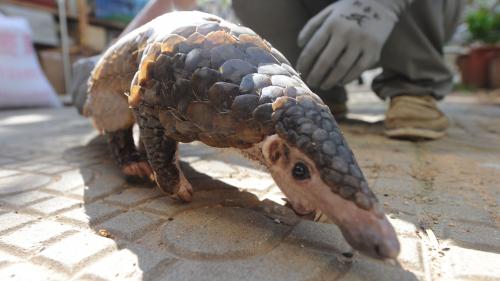 Coronavirus 2019-nCoV : le pangolin est-il responsable de la transmission à l'homme ?