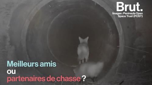 VIDEO. Un coyote et un blaireau : meilleurs amis ou partenaires de chasse ?