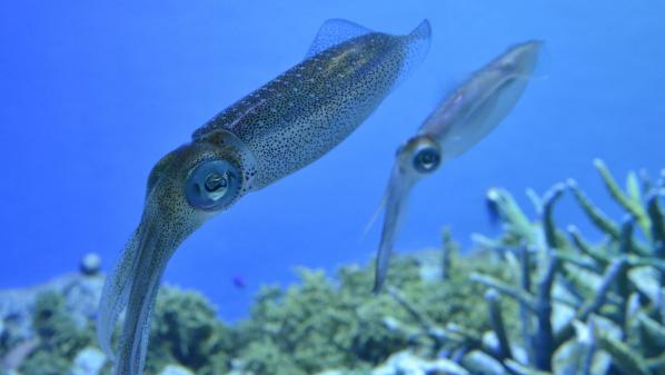 Mon info. La seiche est un mollusque beaucoup plus intelligent qu'il en a l'air