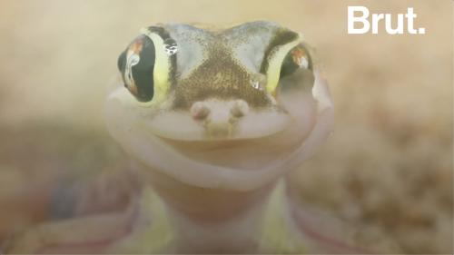 VIDEO. Ce lézard aux yeux géants se nettoie les yeux avec sa langue