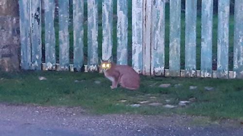 Seine-Maritime : un lynx ou un caracal signalé dans deux communes, l'Office français de la biodiversité ouvre une enquête