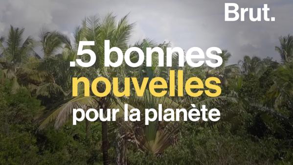 VIDEO. Le grand retour d'une espèce, fin des sacs plastique en Tunisie... 5 bonnes nouvelles pour la planète