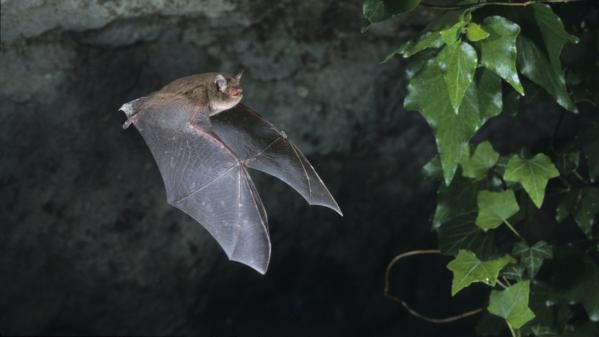 Coronavirus, peste, sida sont transmis par les animaux à cause des hommes