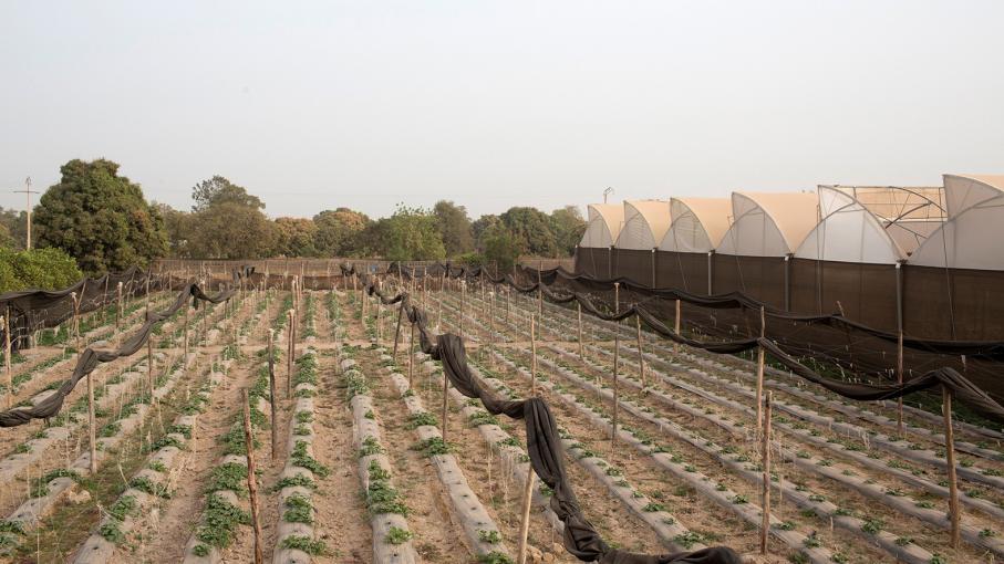 La première ferme automatisée du Mali innove dans le secteur agricole