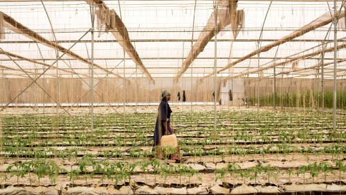 Réchauffement climatique : pour faire face à la sécheresse, la première ferme automatisée du Mali innove pour survivre