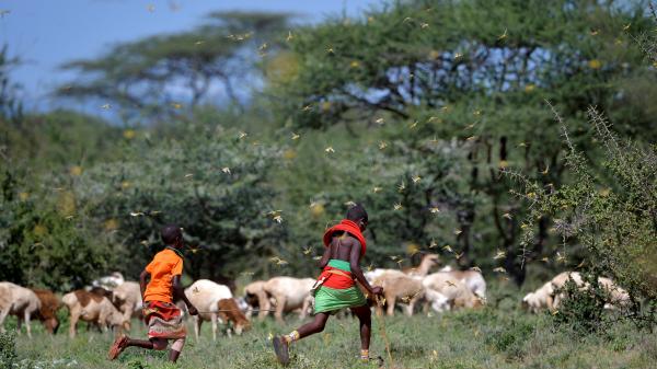 L'invasion de criquets en Afrique se propage au Soudan du Sud