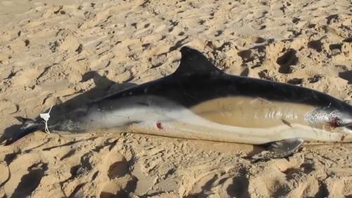 Côte atlantique : des centaines de dauphins échoués