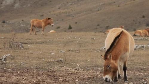 Lozère : une terre d'asile pour les chevaux de Przewalski