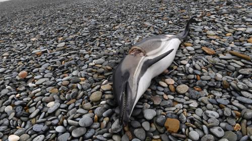 Le billet vert. Des signaux sonores sur les filets de pêche pour préserver les dauphins