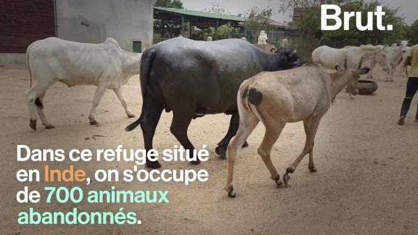 VIDEO. En Inde, elle crée un refuge pour aider des animaux blessés