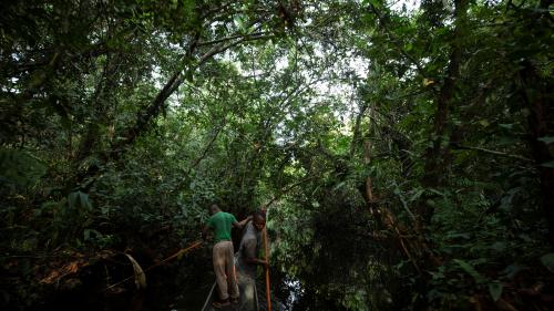 Afrique : les forêts tropicales risquent d'émettre bientôt plus de CO2 qu'elles n'en capturent