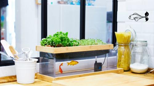 Jardin. L'aquaponie, pour des petits potagers en intérieur