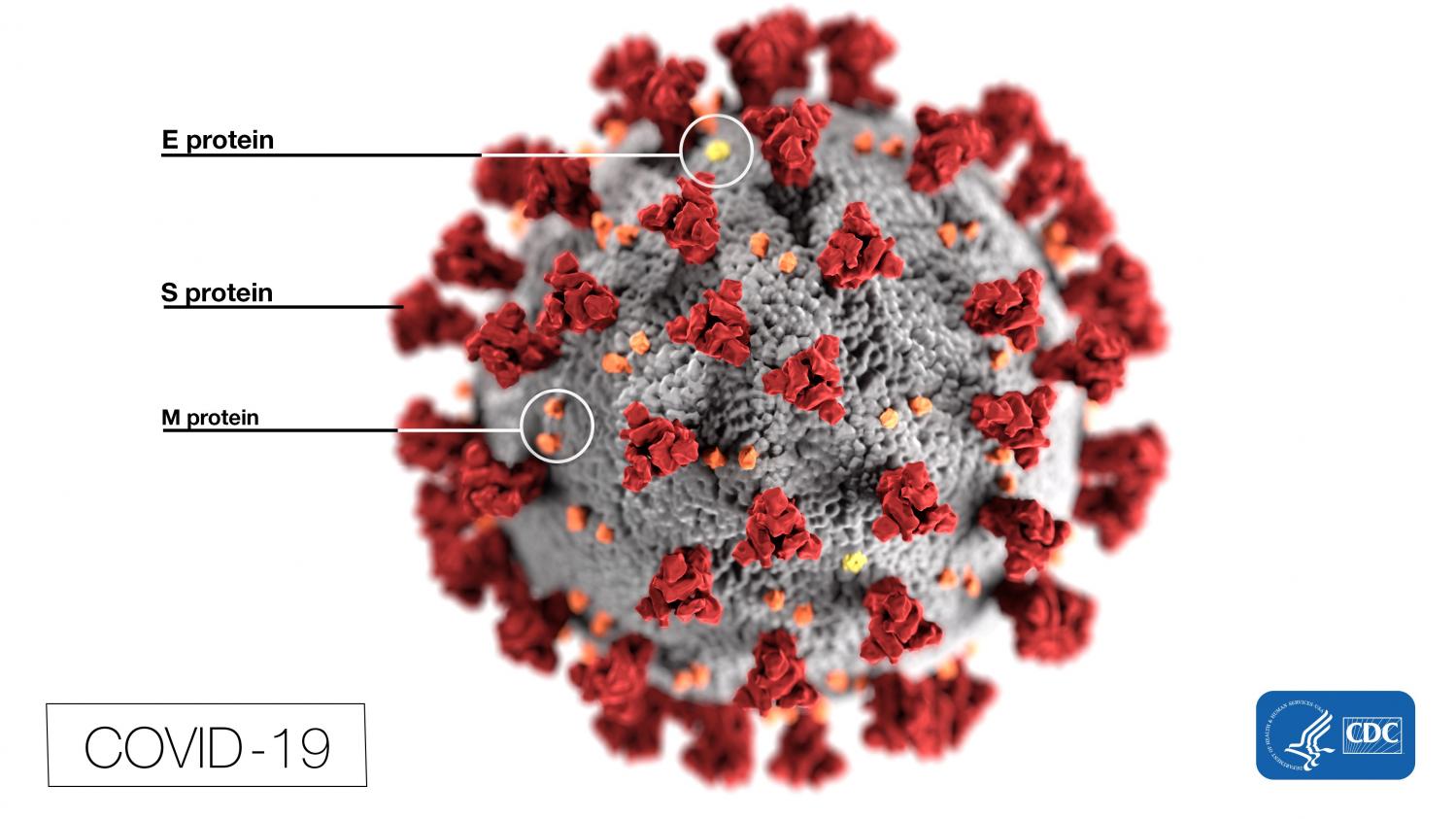 Coronavirus : Combien De Temps Dure La Maladie