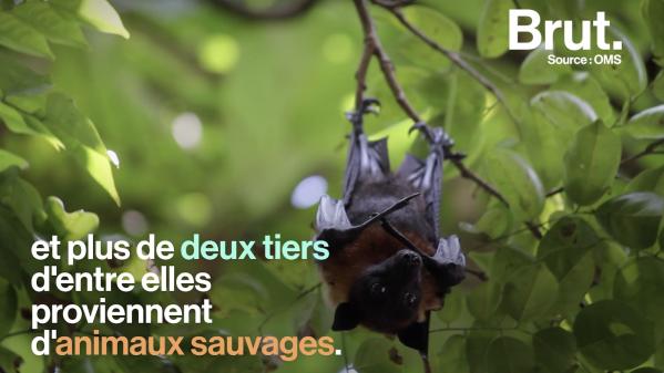 VIDEO. Chauves-souris, tiques... 60 % des maladies infectieuses humaines sont d'origine animale