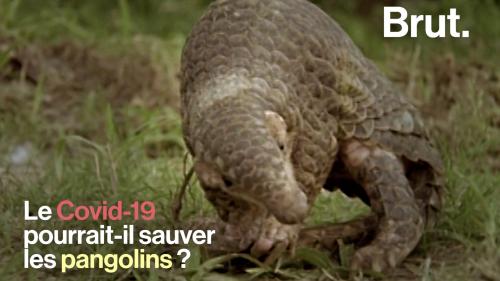 VIDEO. Le Covid-19 pourrait-il sauver les pangolins ?