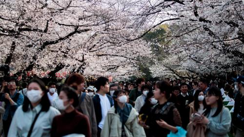 Les Japonais fêtent les fleurs de cerisier, 