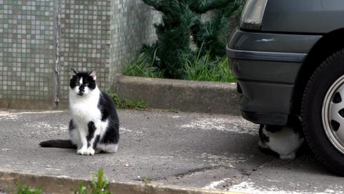 Coronavirus : la fondation 30 millions d'amis alerte sur la verbalisation des bénévoles qui nourrissent les animaux errants