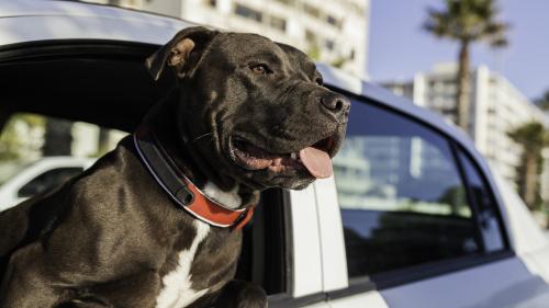 Etats-Unis : coursé par la police, il apprend à conduire à son pitbull