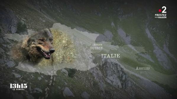 VIDEO. Le loup pourrait coloniser tout le territoire français dans les années à venir