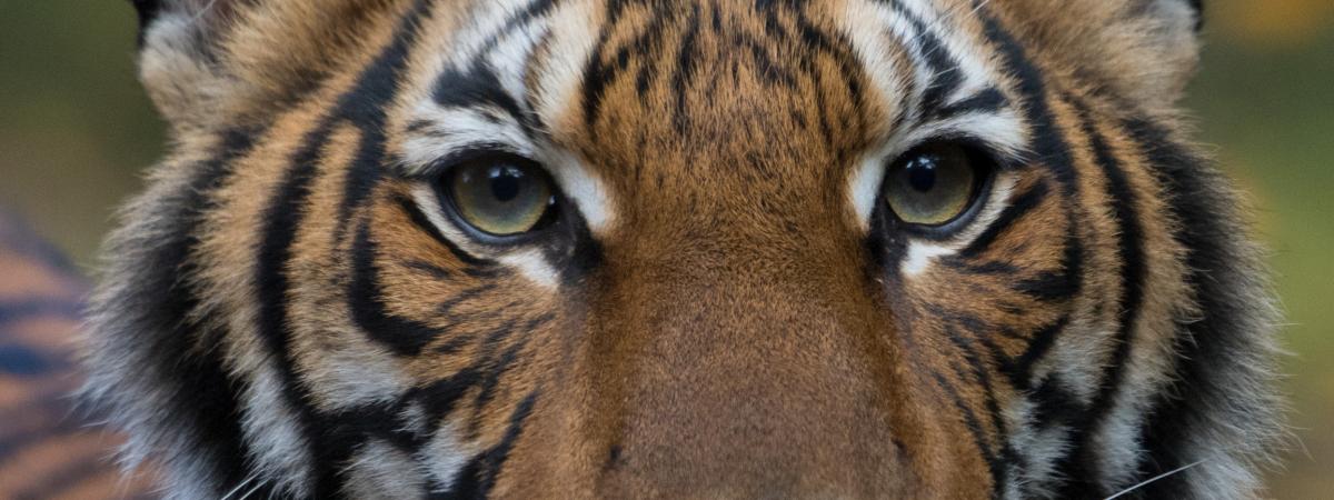 Coronavirus un tigre  d un zoo  de New York test  positif