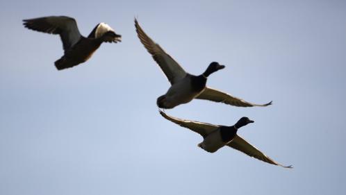 Dordogne : des canards maladroits privent d'électricité et de télétravail les habitants de deux hameaux en plein confinement