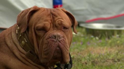 Confinement : un camping pour accueillir les personnes sans-abri avec leurs chiens