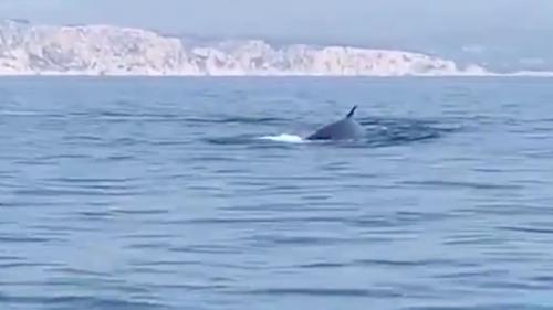 VIDEO. Marseille : deux rorquals aperçus au large des Calanques, sans doute une conséquence du confinement