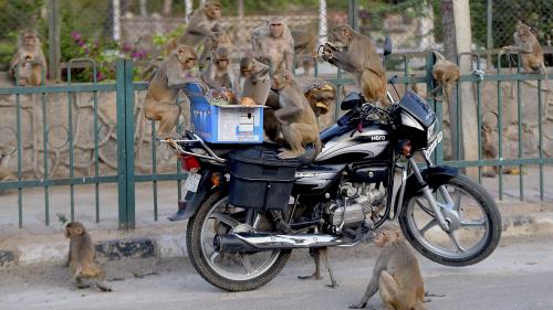 Vue dégagée sur l'Himalaya, animaux en liberté : dans une Inde confinée, la nature reprend ses droits