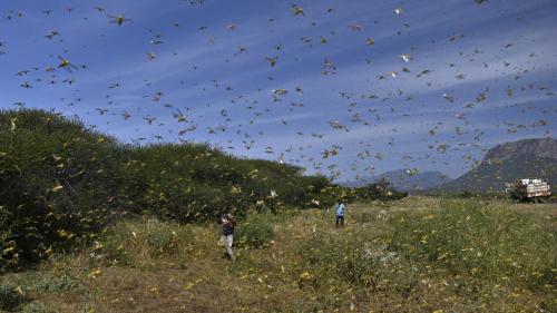 Une nouvelle invasion de criquets pèlerins menace l'Afrique de l'Est