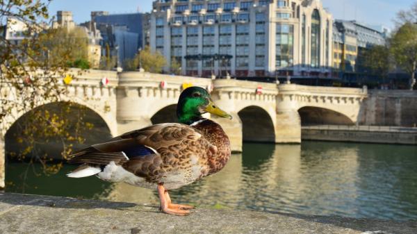 Coronavirus : et si vous comptiez les oiseaux pendant votre confinement ?