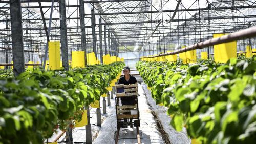 Agriculture : un challenge pour les producteurs locaux