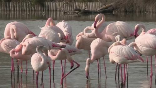 Coronavirus : les flamants roses prennent leurs aises en Camargue