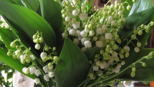 Confinement : le 1er mai s'annonce morose pour les producteurs de muguet