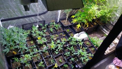 Loire : deux hommes impliqués dans un trafic de cannabis interpellés, une centaine de plants découverts dans un appartement